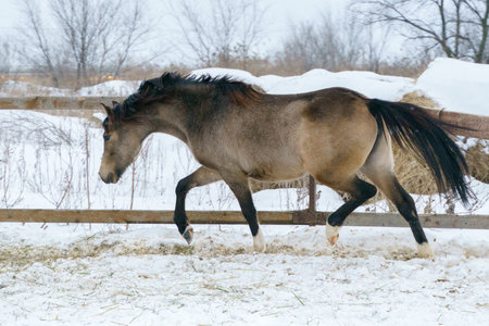 A young horse of the breed Welsh pony of a dun color runs beautifully at a trot in a levada in freedom in the snowの写真素材