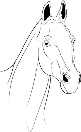 Vector image of a horse head, graceful portrait of a horse with black outlinesのイラスト素材