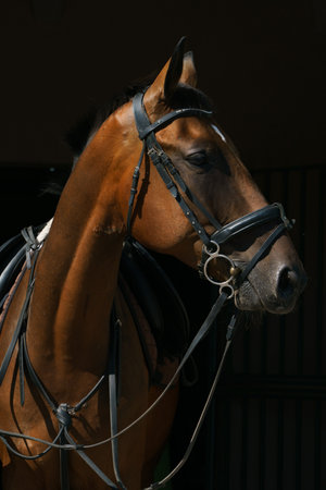 Portrait of a bay horse in ammunition on a black backgroundの写真素材