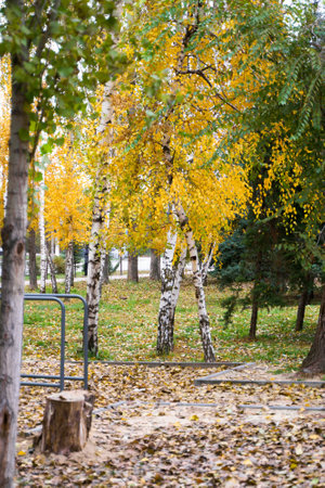 Birches with bright yellow autumn leaves in the center of the composition. Around the landscape of the autumn parkの写真素材