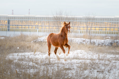 A small chestnut welsh pony foal frolics in freedom in a snowy landscape, winterの写真素材