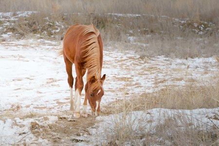 A small chestnut welsh pony foal frolics in freedom in a snowy landscape, winterの写真素材