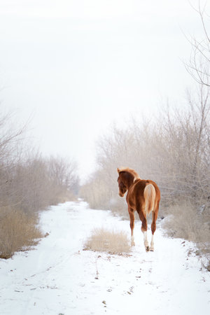A small chestnut welsh pony foal frolics in freedom in a snowy landscape, winter. vertical photographyの写真素材