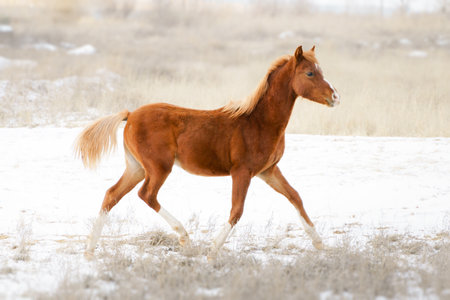 A small chestnut welsh pony foal frolics in freedom in a snowy landscape, winterの写真素材