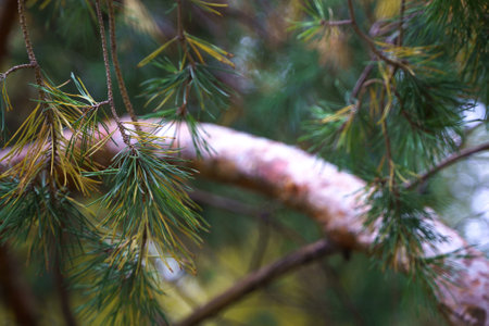 Photo of pine branches on the background of a cloudy day, close-up photographyの写真素材