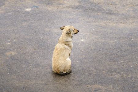 A homeless dog sits alone on a wet pavement. Sadness, loneliness, rainy weather.の写真素材
