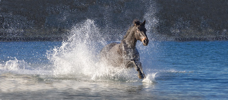 Black horse running by the seaの写真素材
