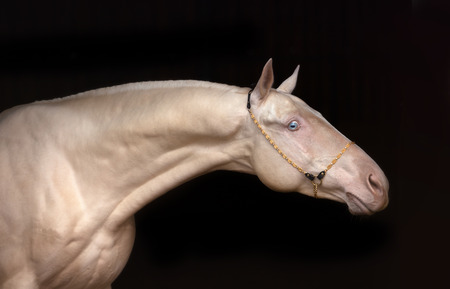 Akhal-Teke horse with blue eyes on the black backgroundの写真素材