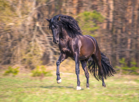 the Andalusian black is runningの写真素材