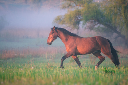 the brown horse runs in the summer foggy morningの写真素材