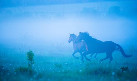 Two horses are running through the strong fogの写真素材