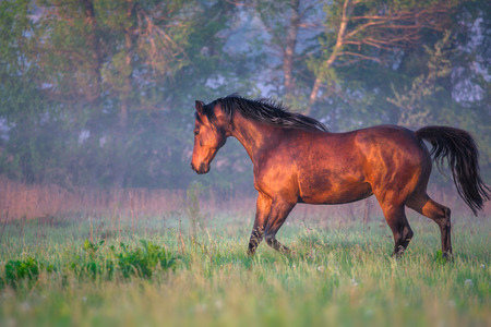 The brown horse is running in the summer morningの写真素材