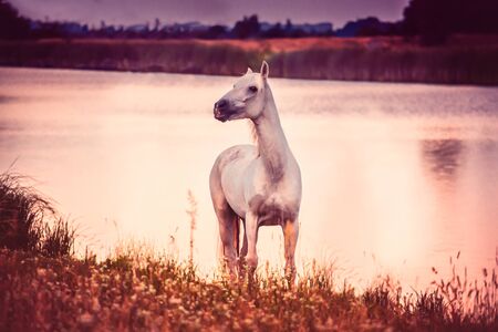 horseの写真素材