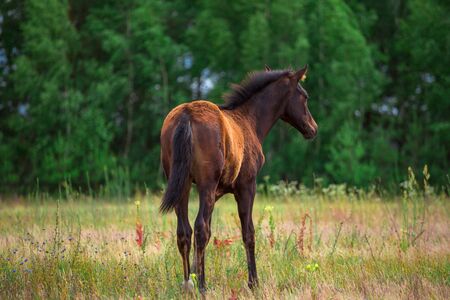brown foal staying in the fieldの写真素材