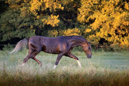 Red Akhal-Teke horse stepping on the trees background at the summerの写真素材