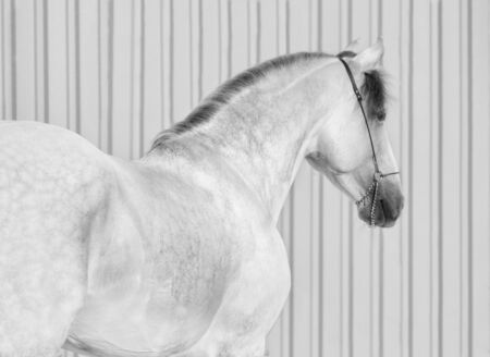 Portrait white horse with black mane on the gray colorの写真素材