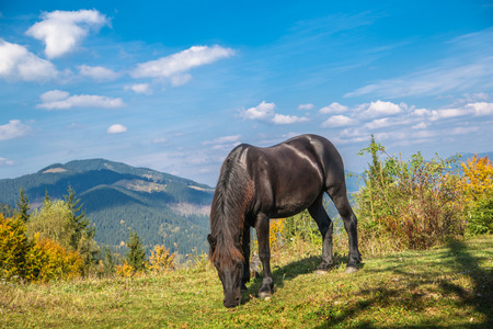 Black horse grazing in autumn in mountainsの写真素材