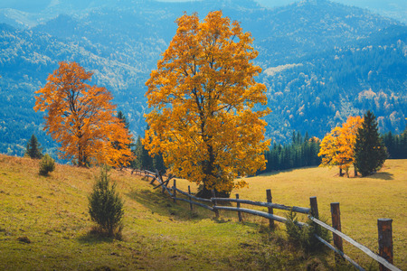 Autumn in the Carpathian mountains. Bright yellow tree on the blue mountans backgroundの写真素材