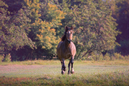 Brown horse galloping on the trees background at the summerの写真素材