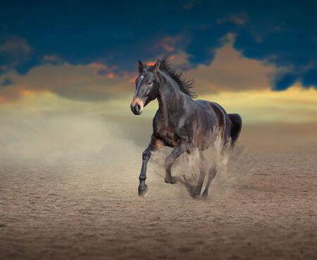 Brown horse running in dust on sky backgroundの写真素材