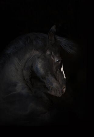 Portrait of black horse isolated on black background. Side viewの写真素材