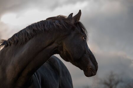 Portrait of the black horse on the cloudy sky backgroundの写真素材