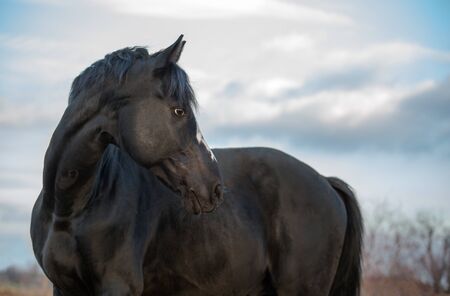Portrait of the black horse on the cloudy sky backgroundの写真素材