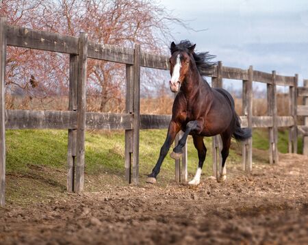 Bay horse galloping along the fence on nature backgroundの写真素材