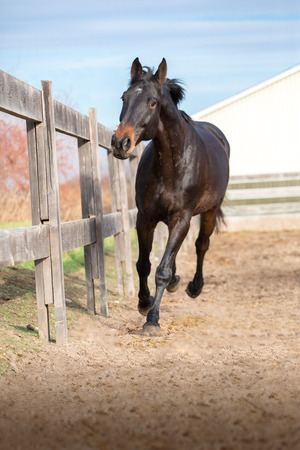 Dark brown horse running along the fence on trees and sky backgroundの写真素材