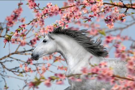 Portrait of a white horse with a black mane, running among the pink blossom trees. Spring timeの写真素材