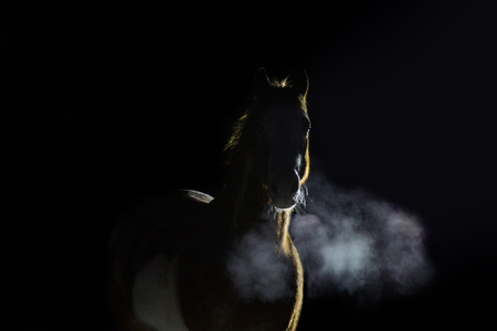 Portrait of red horse with steam of breath on dark backgroundの写真素材