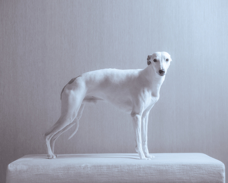 White whippet dog stays on the white sofa on gray backgroundの写真素材