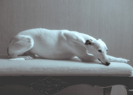 White whippet dog lies on the white sofa on gray backgroundの写真素材
