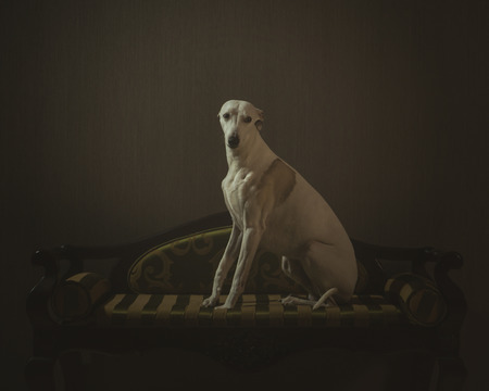 White whippet dog is sitting on the striped sofa on gray backgroundの写真素材