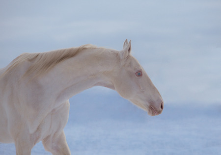 Portrait of the cremello horse with blue eyesの写真素材