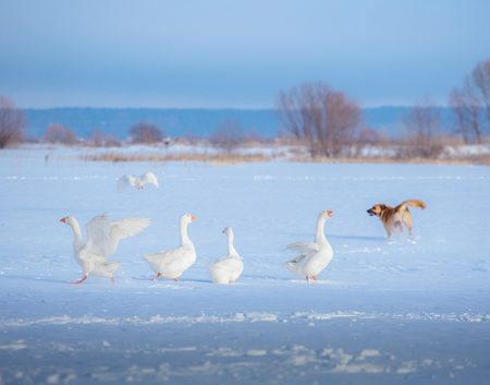 A flock of white geese and one gray goose and red dog on the snowの写真素材