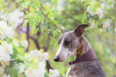 Portrait of hunting dog in bright green and spring blossomの写真素材