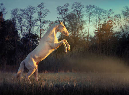 Cremello horse reared in grass on dark trees background in sunset lightの写真素材