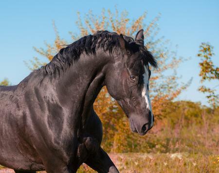Portrait of black horse on nature backgroundの写真素材