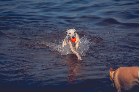 White hunting dog runs across the water with orange ball in his mouthの写真素材