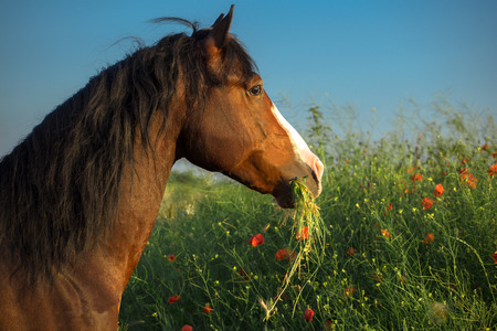 Bay horse with white line on it face in the green grass with red poppies on blue sky backgroundの写真素材