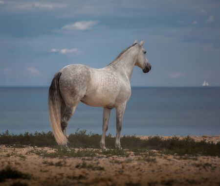 White horse stays on the beach on th sea backgroundの写真素材