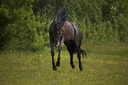 Black horse run on the green grass and green trees backgroundの写真素材