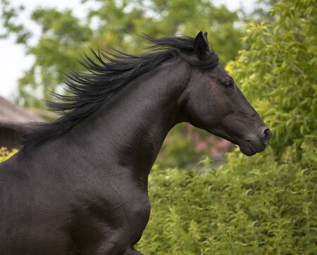 Portrait of black horse on the green trees backgroundの写真素材
