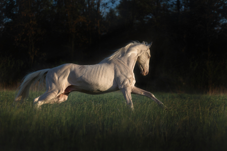 Cremello horse runs on the grass on dark forest backgroundの写真素材