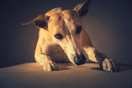 Portrait of hanting whippet dog の写真素材