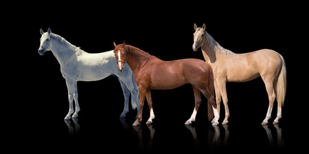 White, red and palomino horses stay isolated of the black backgroundの写真素材