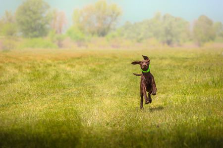 Brown hunting dog runs forward on the grass on the field on trees backgroundの写真素材