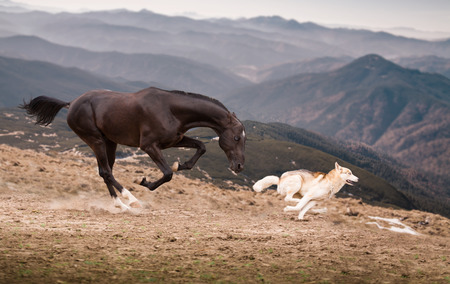 The dark brown horse run with the dog on the mountains backgroundの写真素材