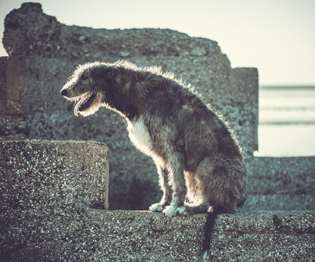 Big grey dog runs forward across the grey grass. Irish Wolfhoundの写真素材